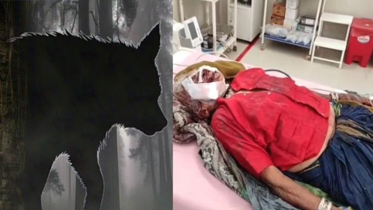 Indore Barwani mysterious animal