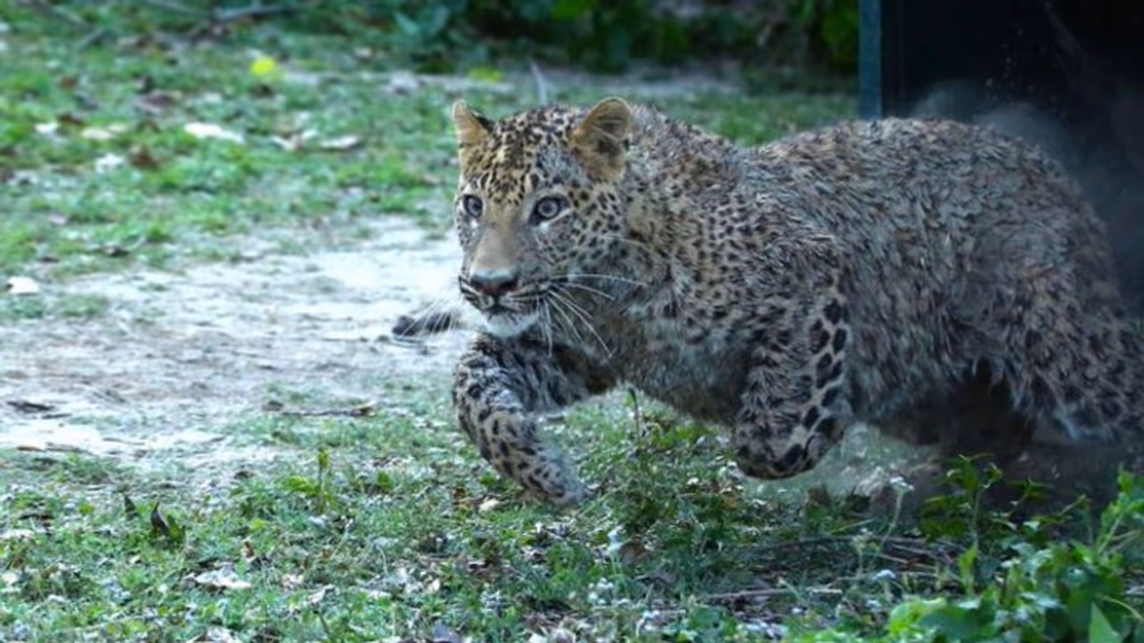 Leopard Attack Lakhimpur Leopard Attack Lakhimpur