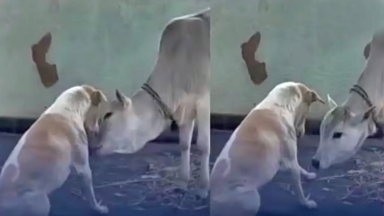 dog and cow love viral video dog and cow love viral video