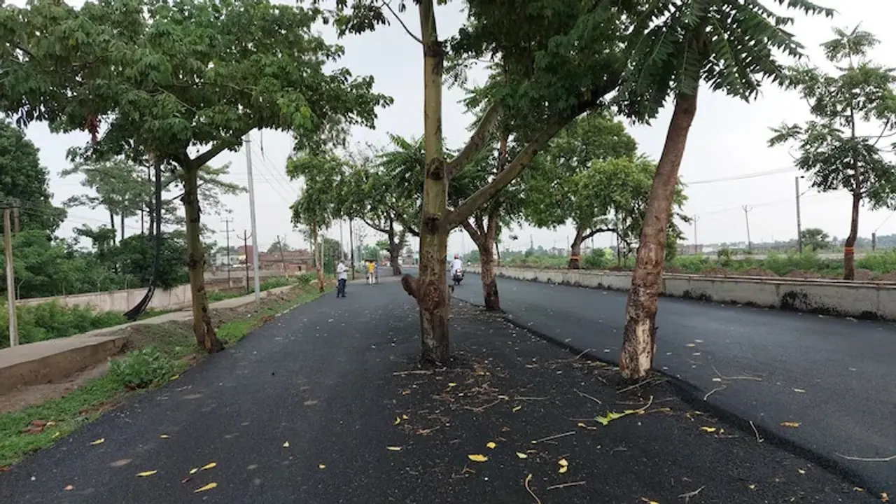 Trees stand in the middle of a road in Bihar.