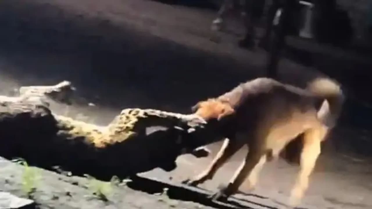 Stray Dog vs Leopard 