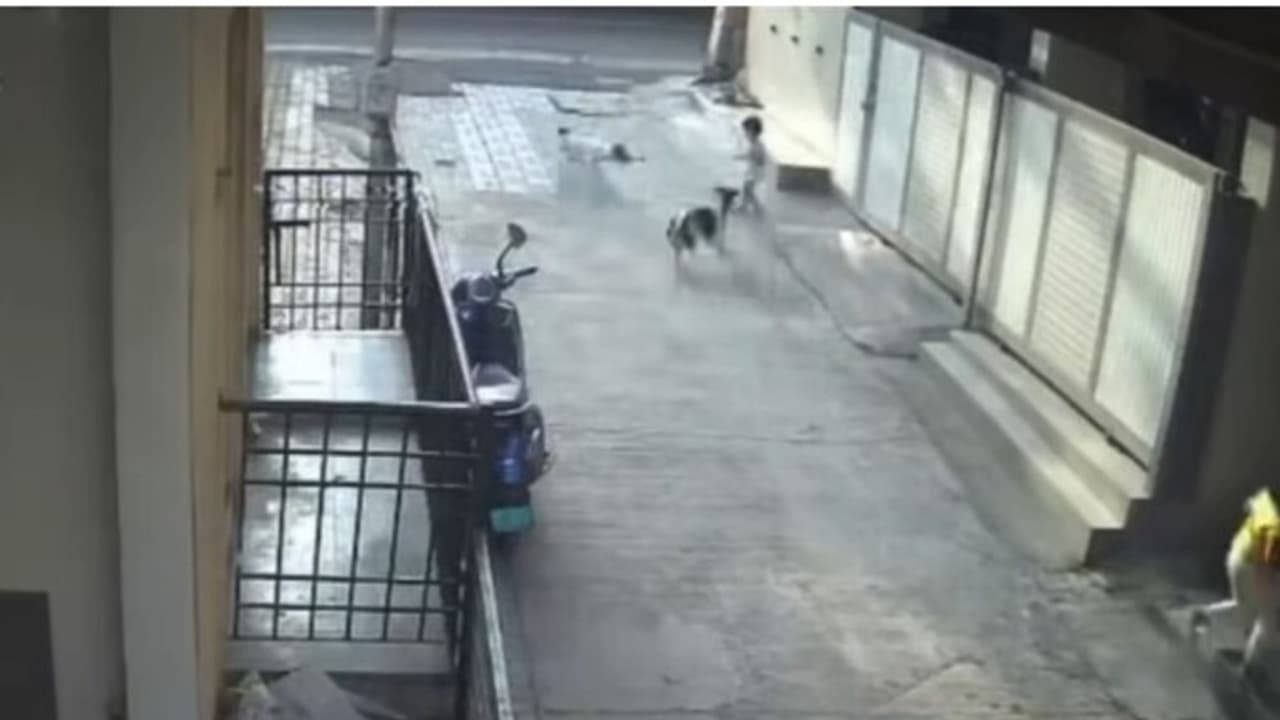 Pune Stray Dogs Attack