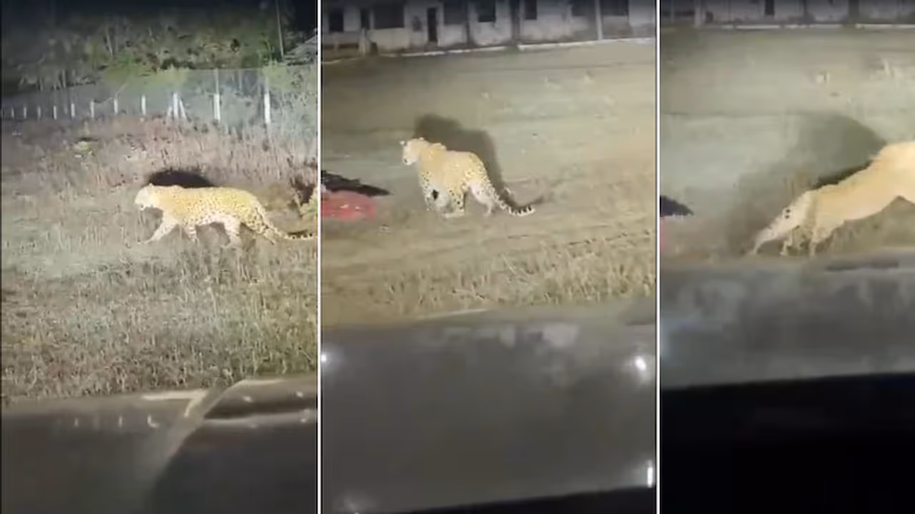 Leopard Approaches Sleeping Farm Workers In Maharashtra, Motorist Scares Big Cat Away With Car Horn Leopard Approaches Sleeping Farm Workers In Maharashtra, Motorist Scares Big Cat Away With Car Horn