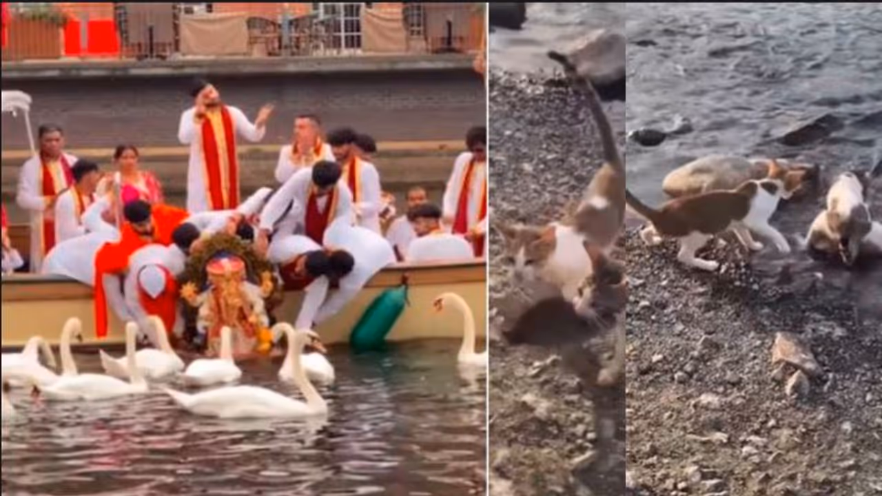 Ganesh Idol And cat fishing