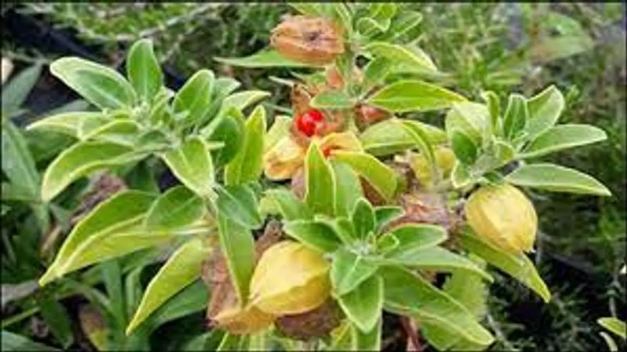 Ashwagandha Ashwagandha