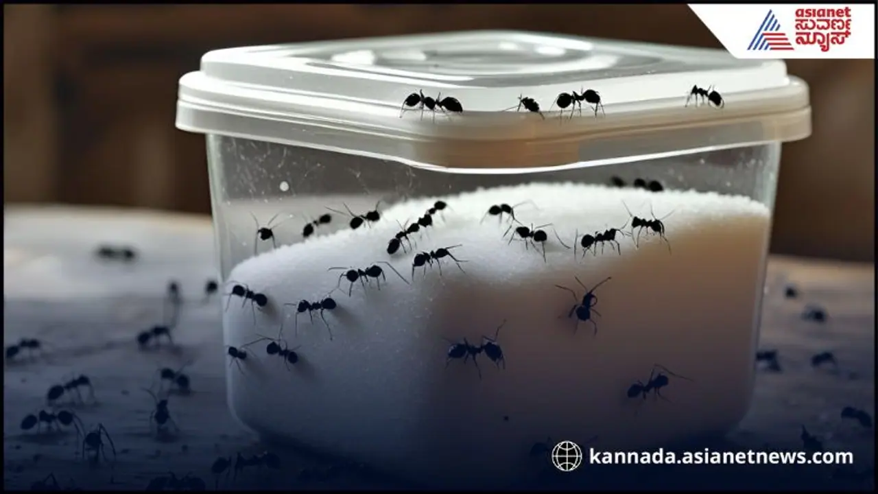 sugar Ants sugar Ants