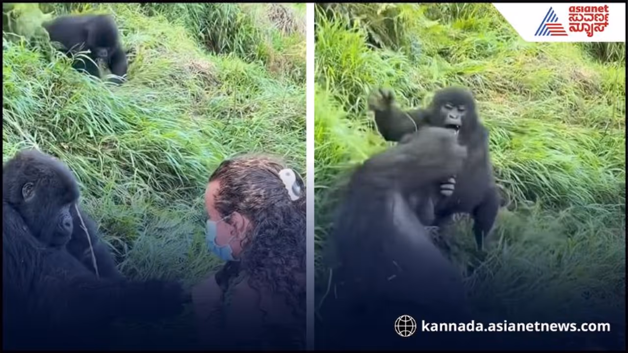 Gorilla couple Gorilla couple