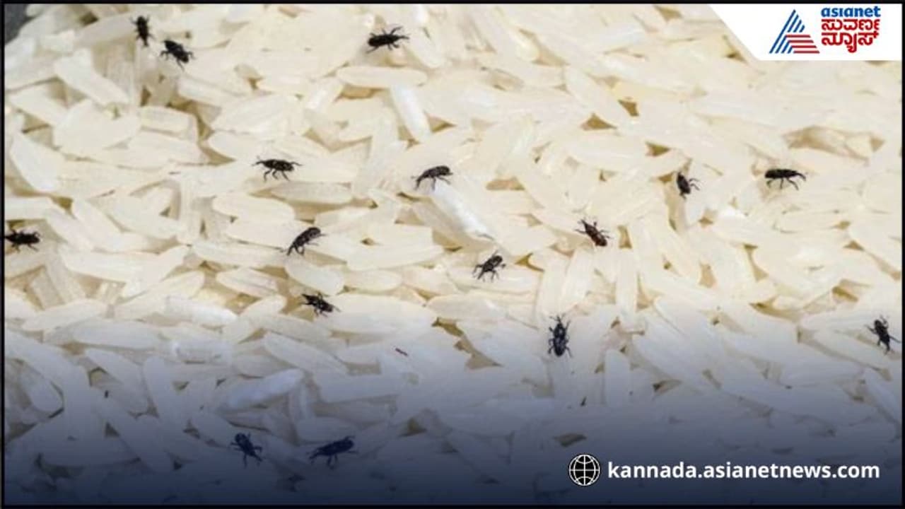  Rice Insects