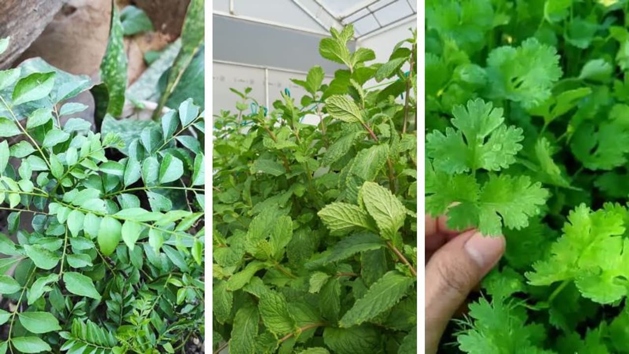 Garden Tips Garden Tips