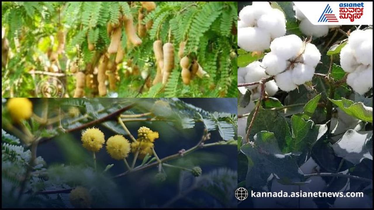 Unlucky plants Unlucky plants