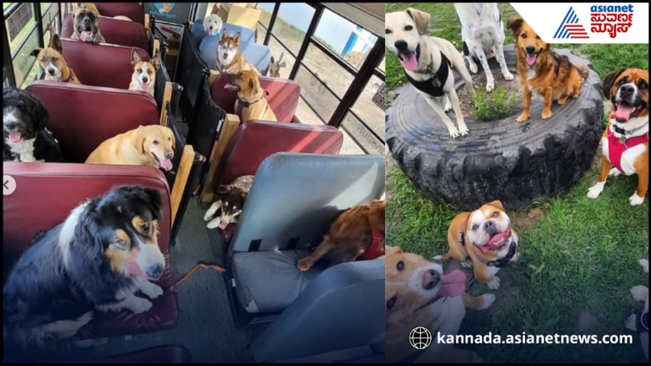  Canada Pet Dog School