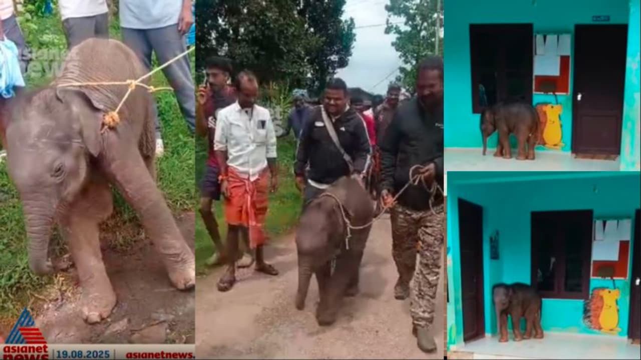 Baby Elephant Separated from Herd, Found in Schoolyard