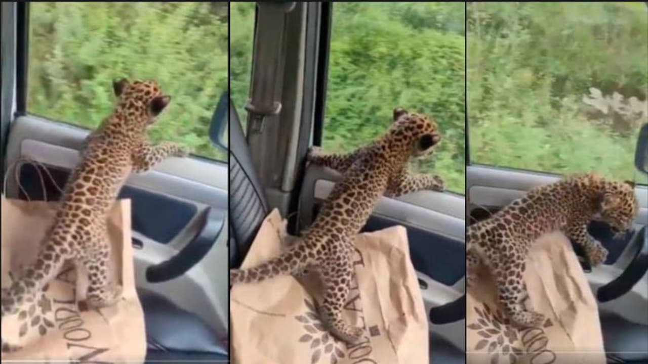 Man Rescues Leopard Cub in Shimla