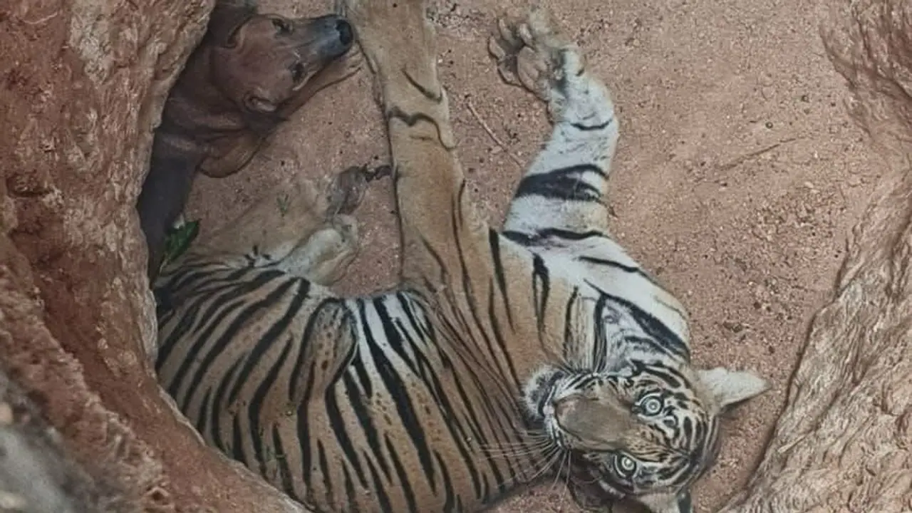 Tiger, dog trapped in pit near Kerala Tamil Nadu border