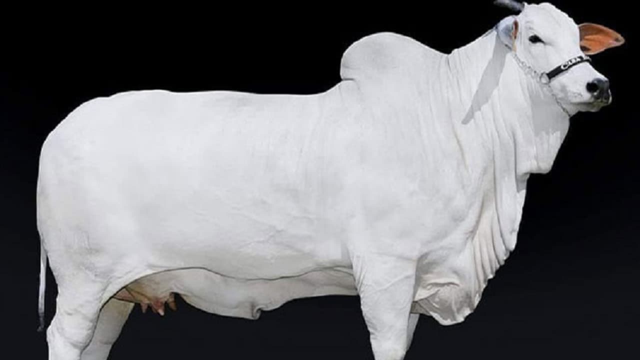 Viatina 19 Viatina 19