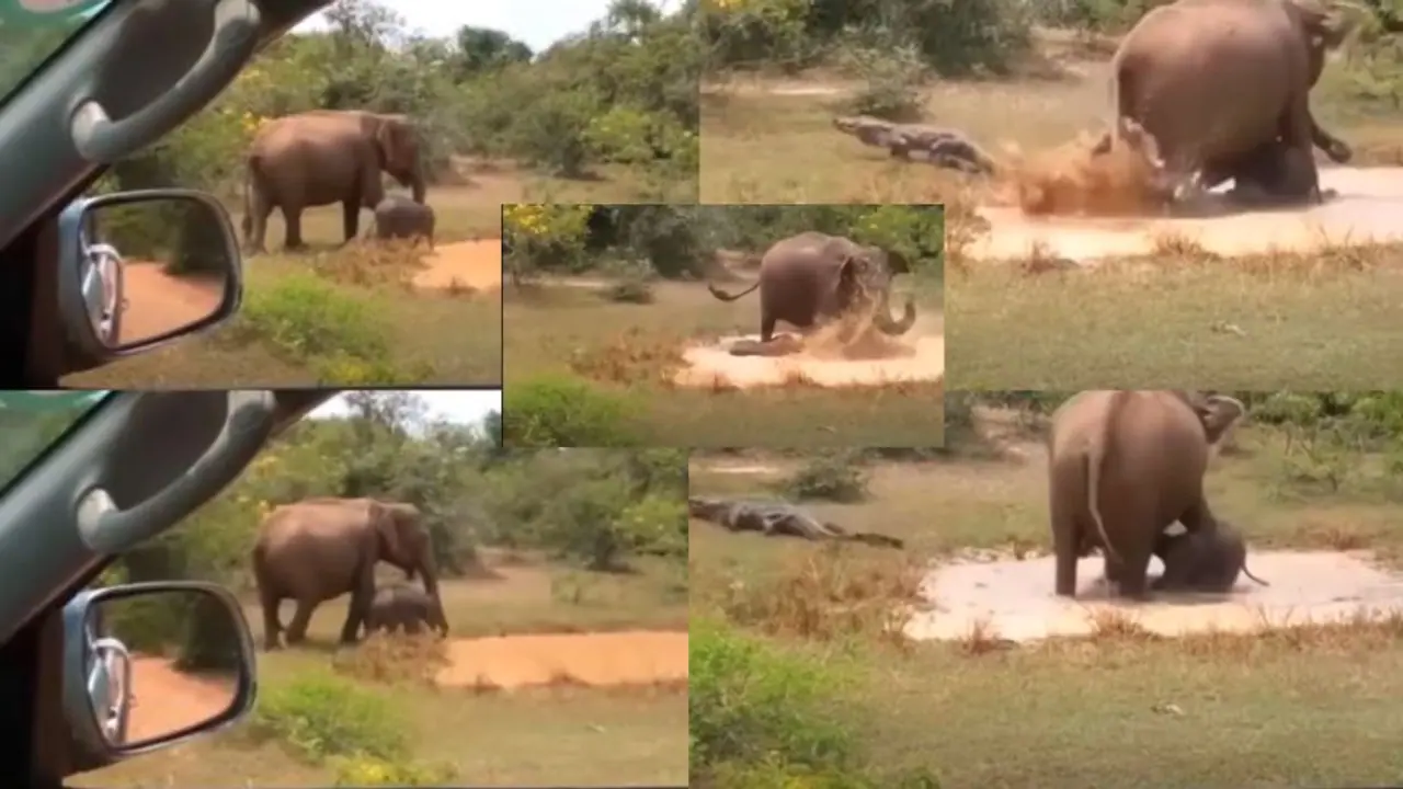 Elephant vs Crocodile