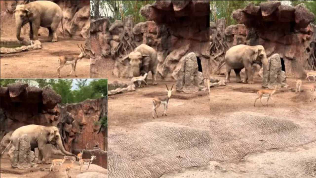 Elephant Saves Deer from Drowning in a Pond