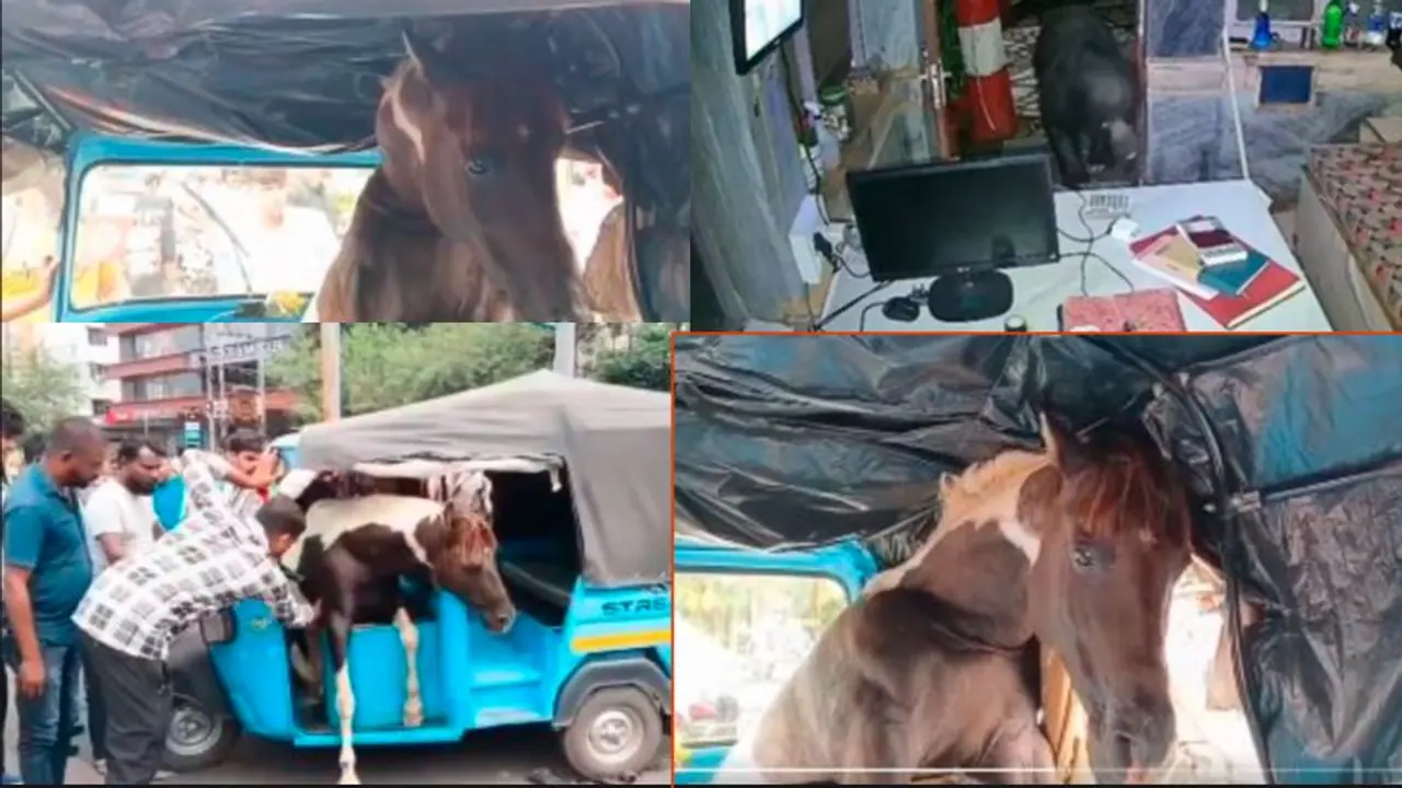 Horses Fight In Madhya Pradesh enters Into Rickshaw Horses Fight In Madhya Pradesh enters Into Rickshaw