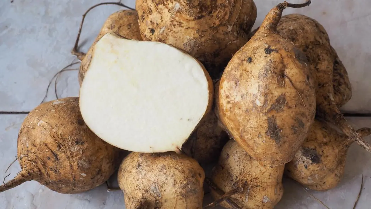 health tips 5 health benefits of eating jicama Mexican turnip or yam beans bsm health tips 5 health benefits of eating jicama Mexican turnip or yam beans bsm