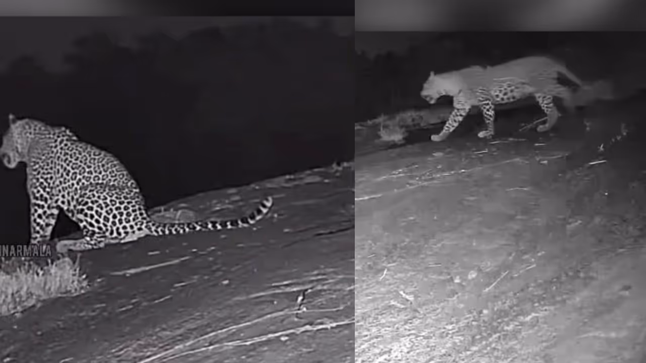 cctv video of leopard 
