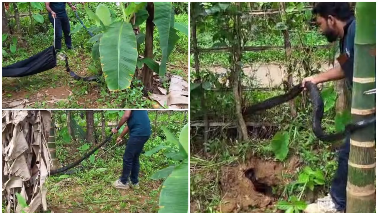 king cobra king cobra