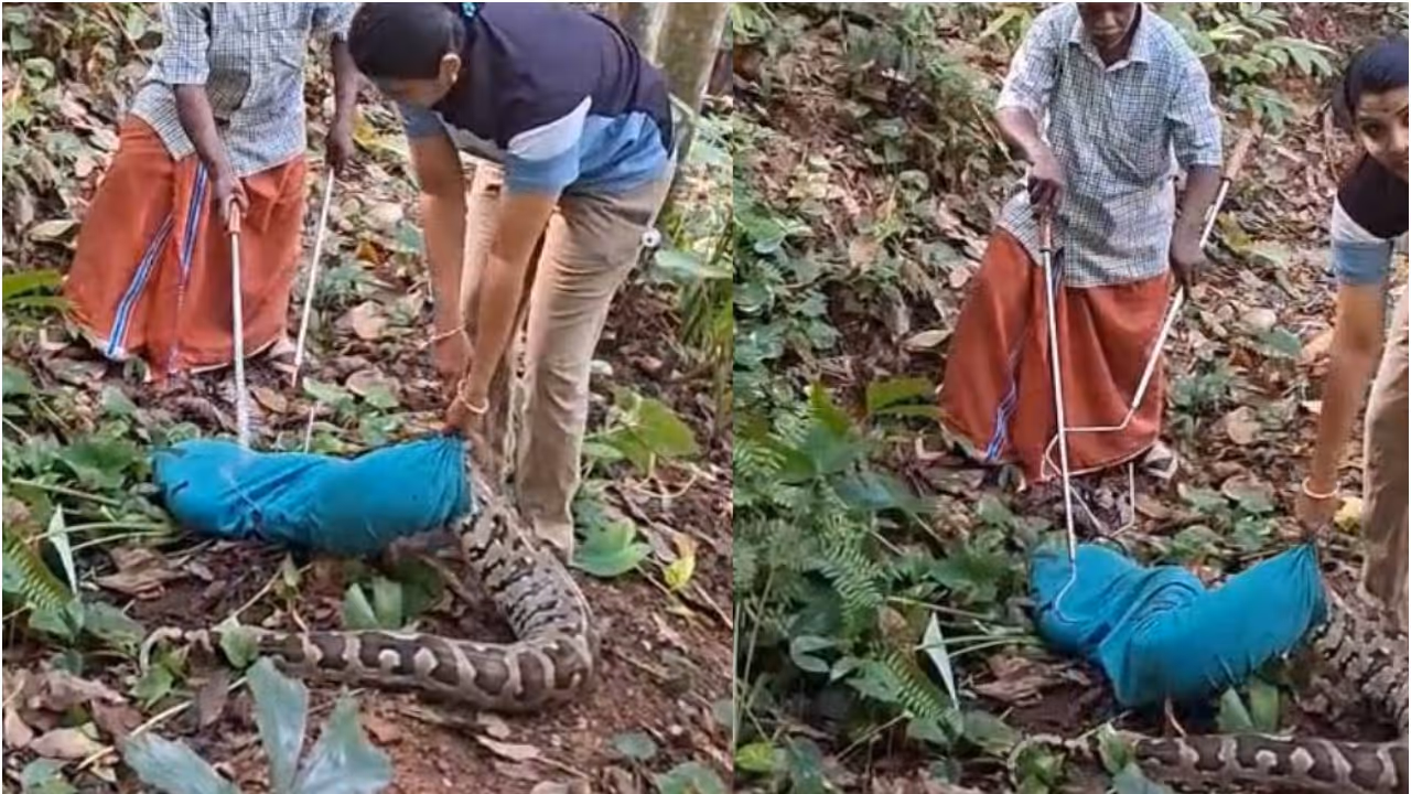 big python caught from nilamel kollam