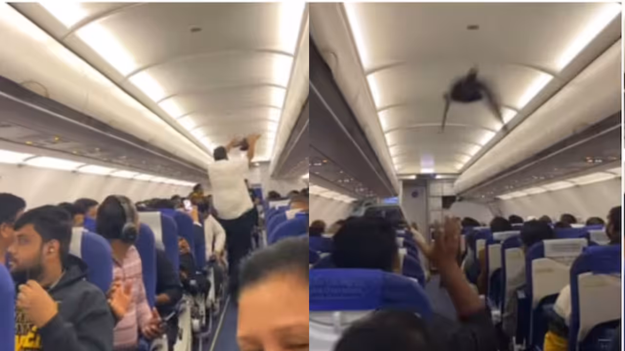 Indigo flight Indigo flight