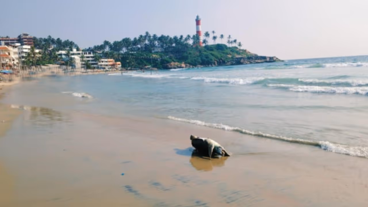 sea turtle dies in Kovalam sea turtle dies in Kovalam