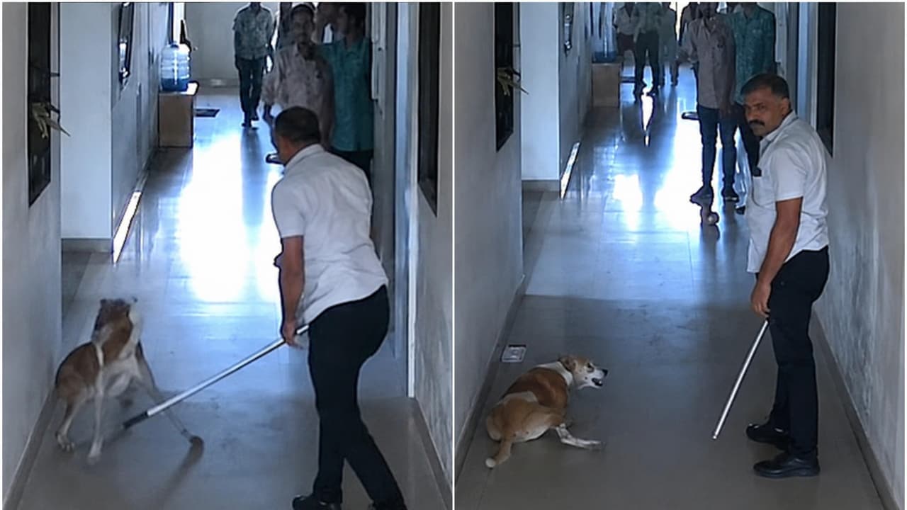 Dog Dog