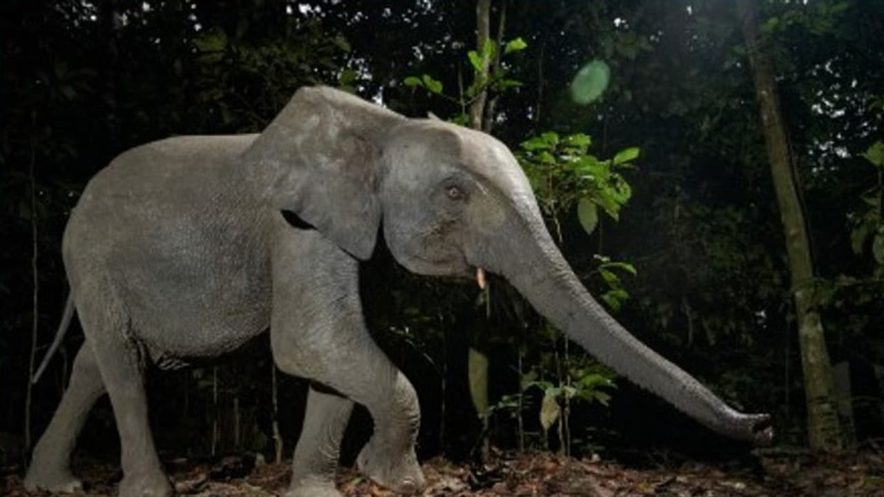 elephant elephant