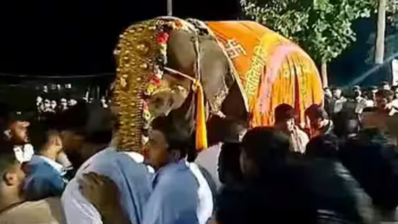 madhuri elephant