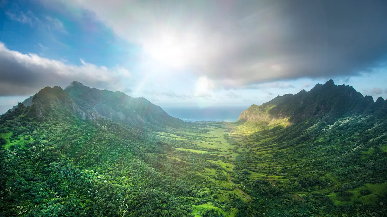 Tropical forest Tropical forest