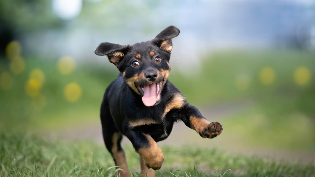 puppy puppy