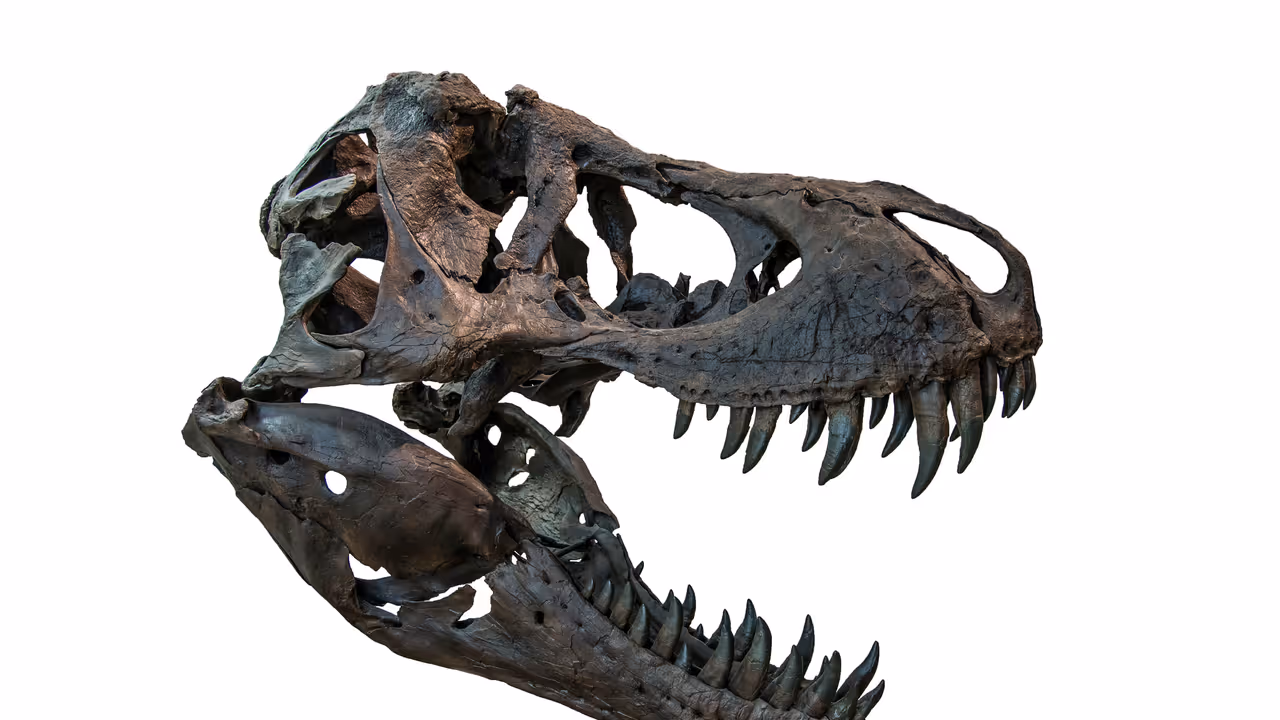 Dinosaur Skull Dinosaur Skull