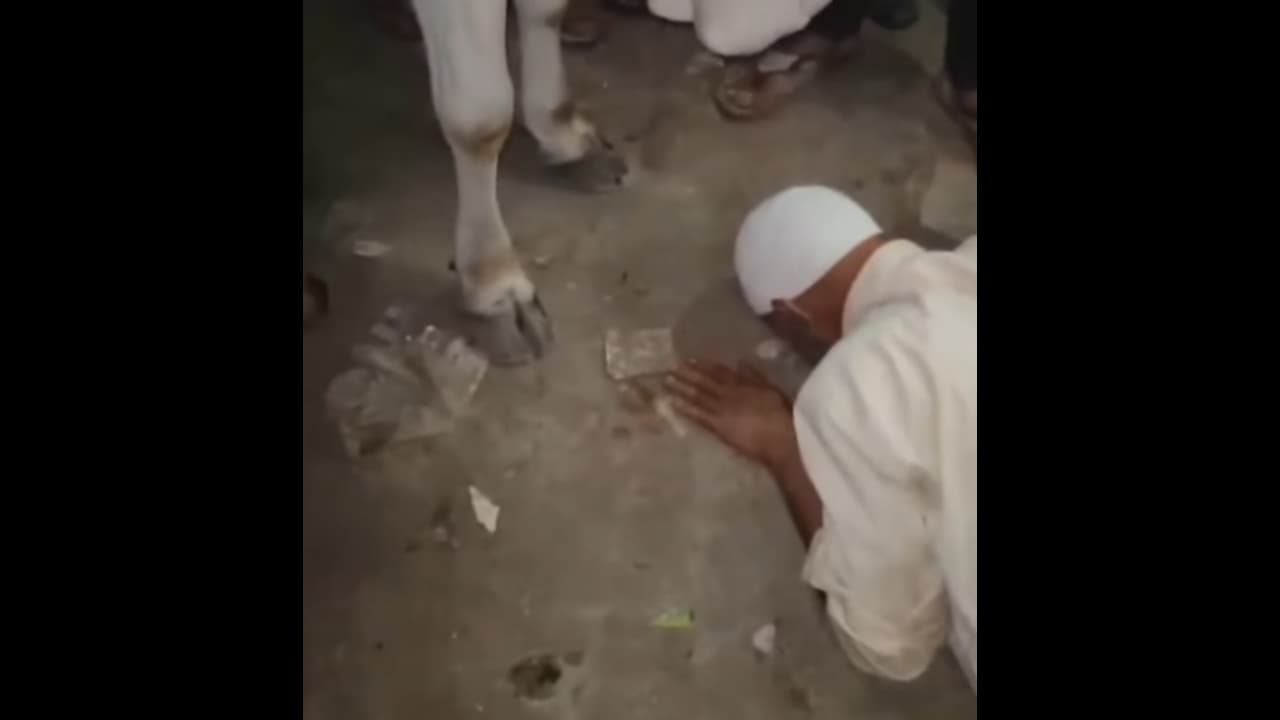 Elderly Muslim Man Allegedly Forced To Apologise Before Cow Elderly Muslim Man Allegedly Forced To Apologise Before Cow