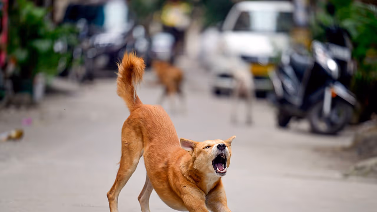 A Stray Dog in Delhi NCR