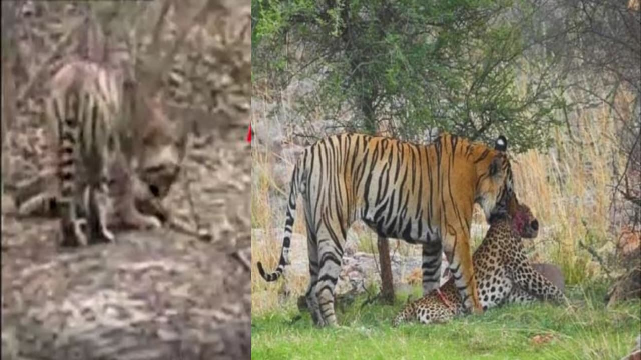 बाघ ने किया शिकार