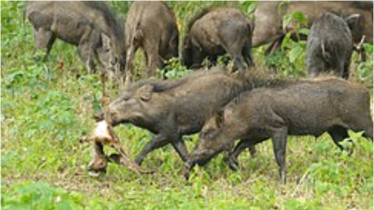 Wild boar malappuram Wild boar malappuram