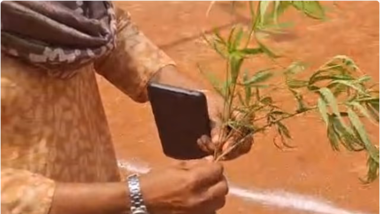 GANJA GANJA