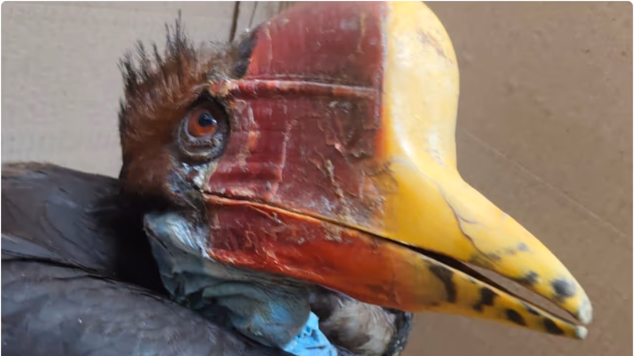 bird bird