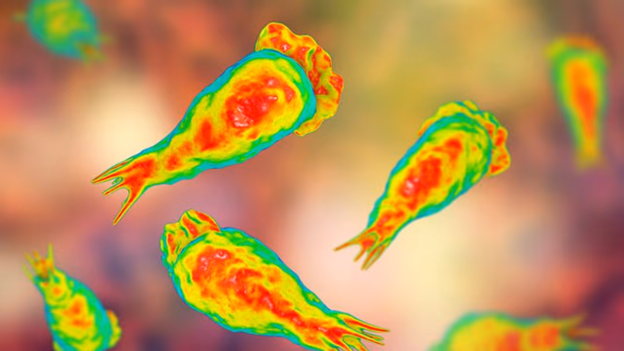 amoebic meningoencephalitis