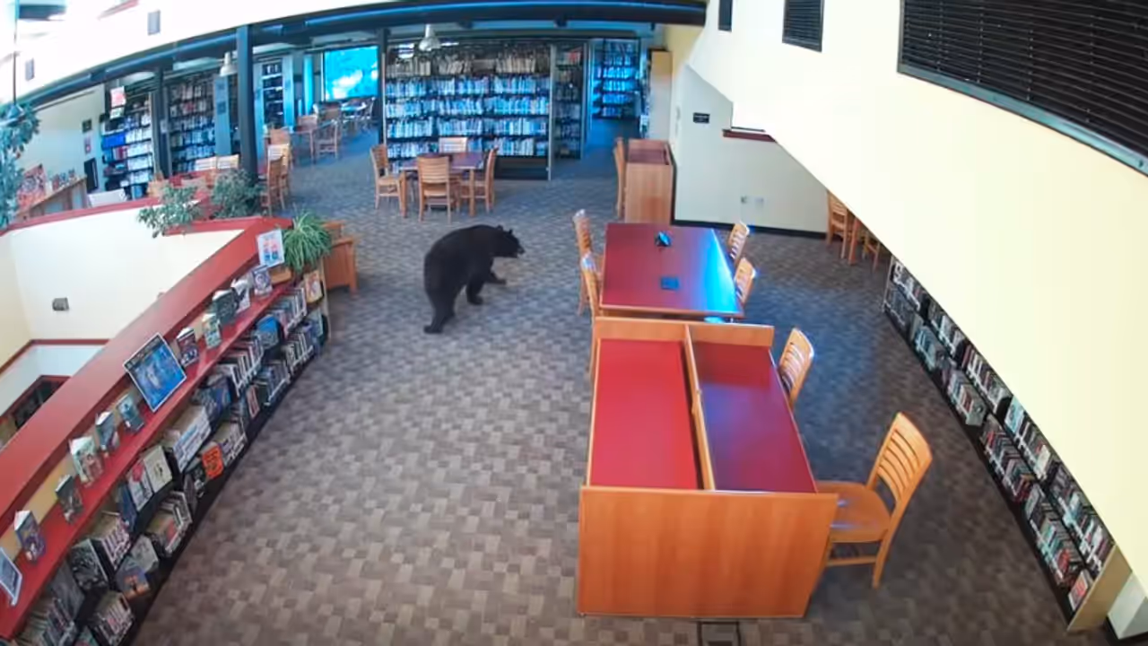 Real Life Winnie the Pooh? Black Bear Raids California Library For Honey, Video Goes Viral | WATCH Real Life Winnie the Pooh? Black Bear Raids California Library For Honey, Video Goes Viral | WATCH