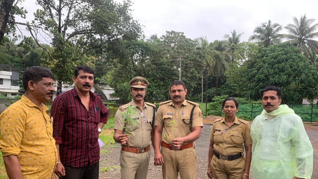 ganja plant ganja plant