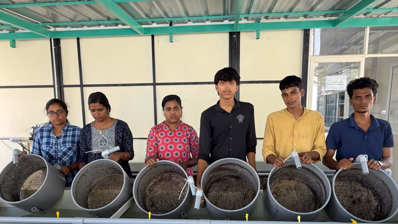 cmfri supplies five lakh mussel seeds and one lakh oyster seeds to maharashtra fishers cmfri supplies five lakh mussel seeds and one lakh oyster seeds to maharashtra fishers