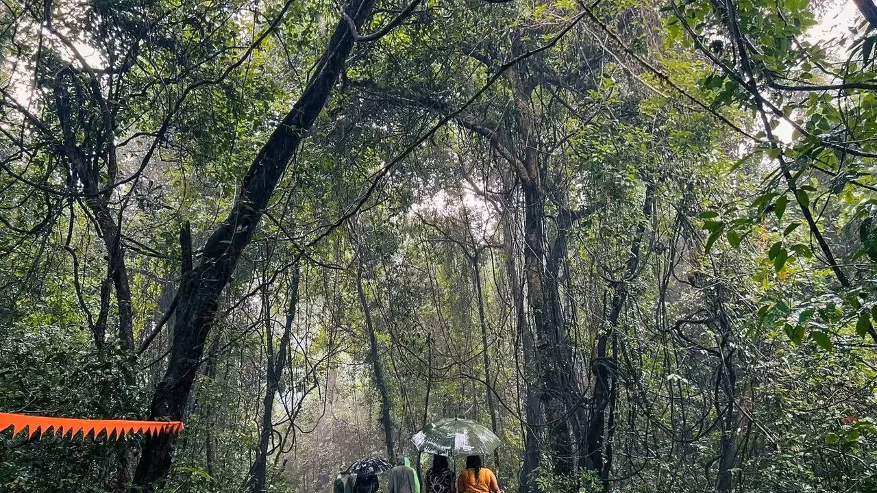 Goa forest Goa forest