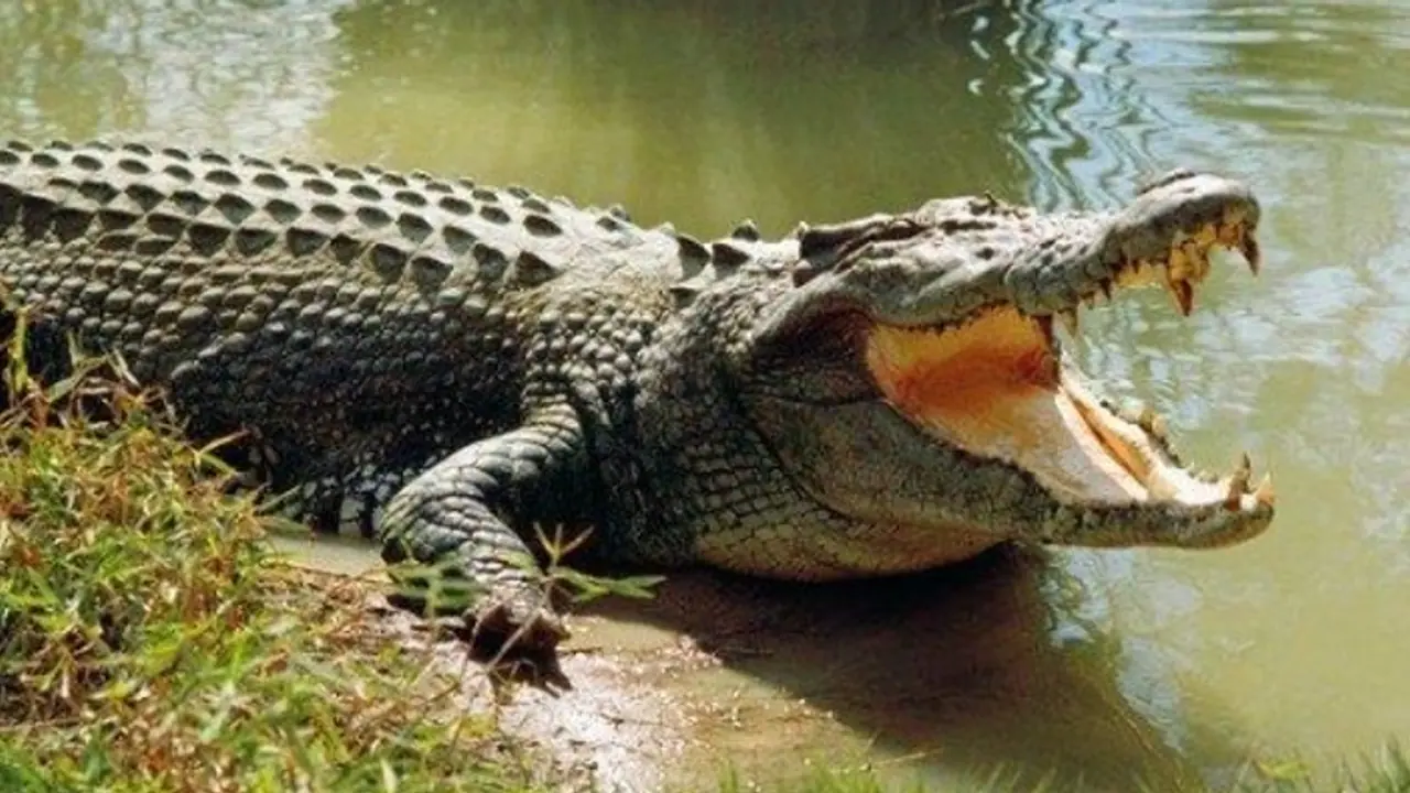 crocodile crocodile