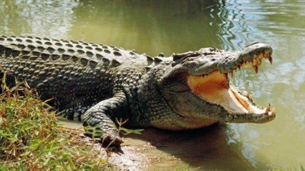 crocodile
