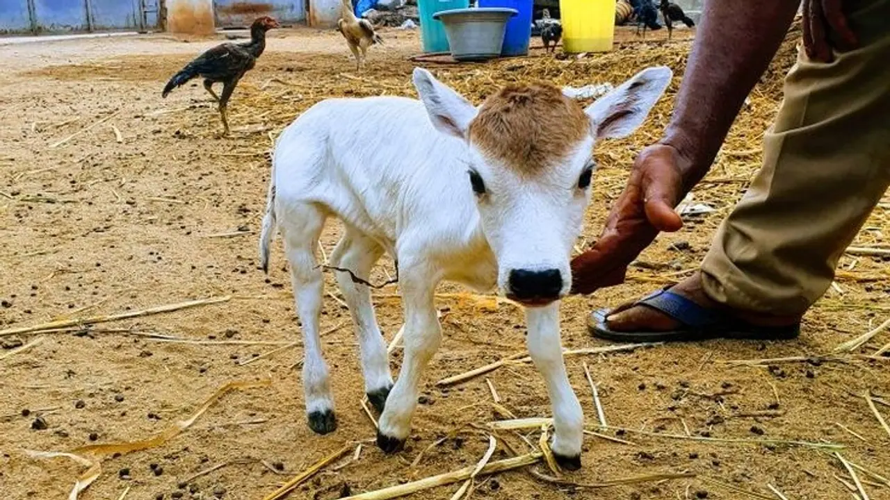 punganur cow 