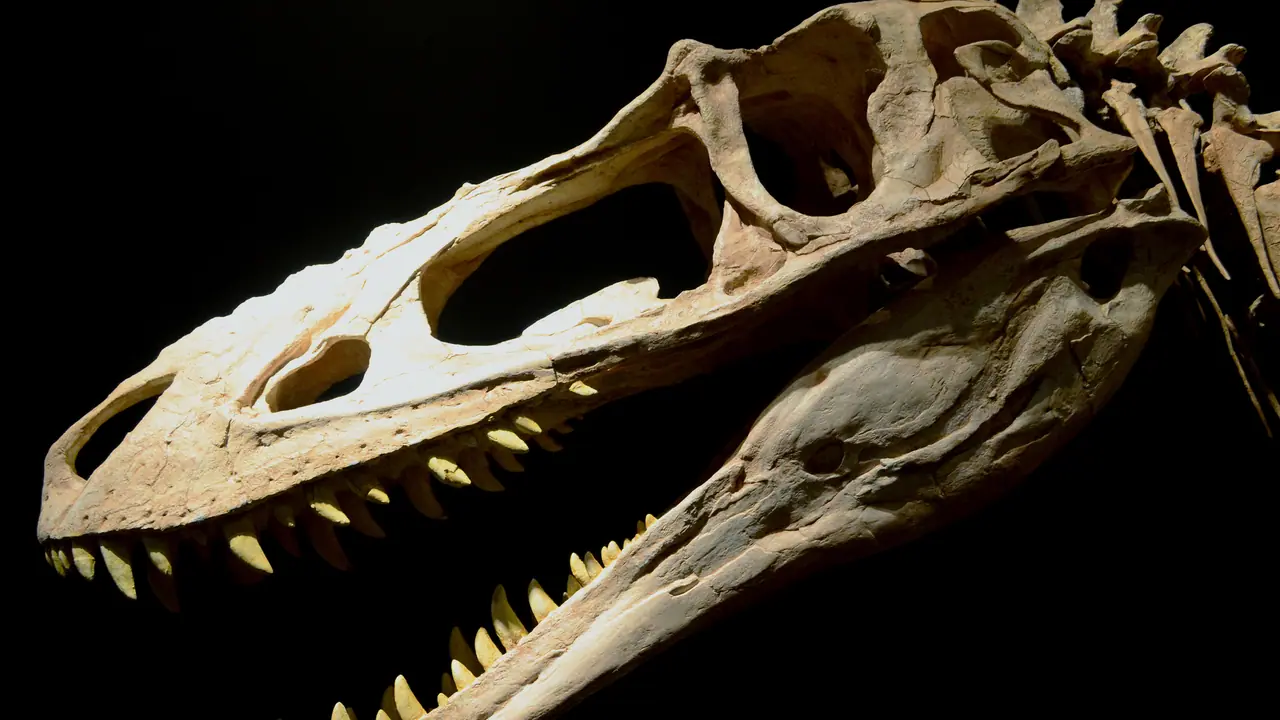 Dinosaur Fossil Teeth