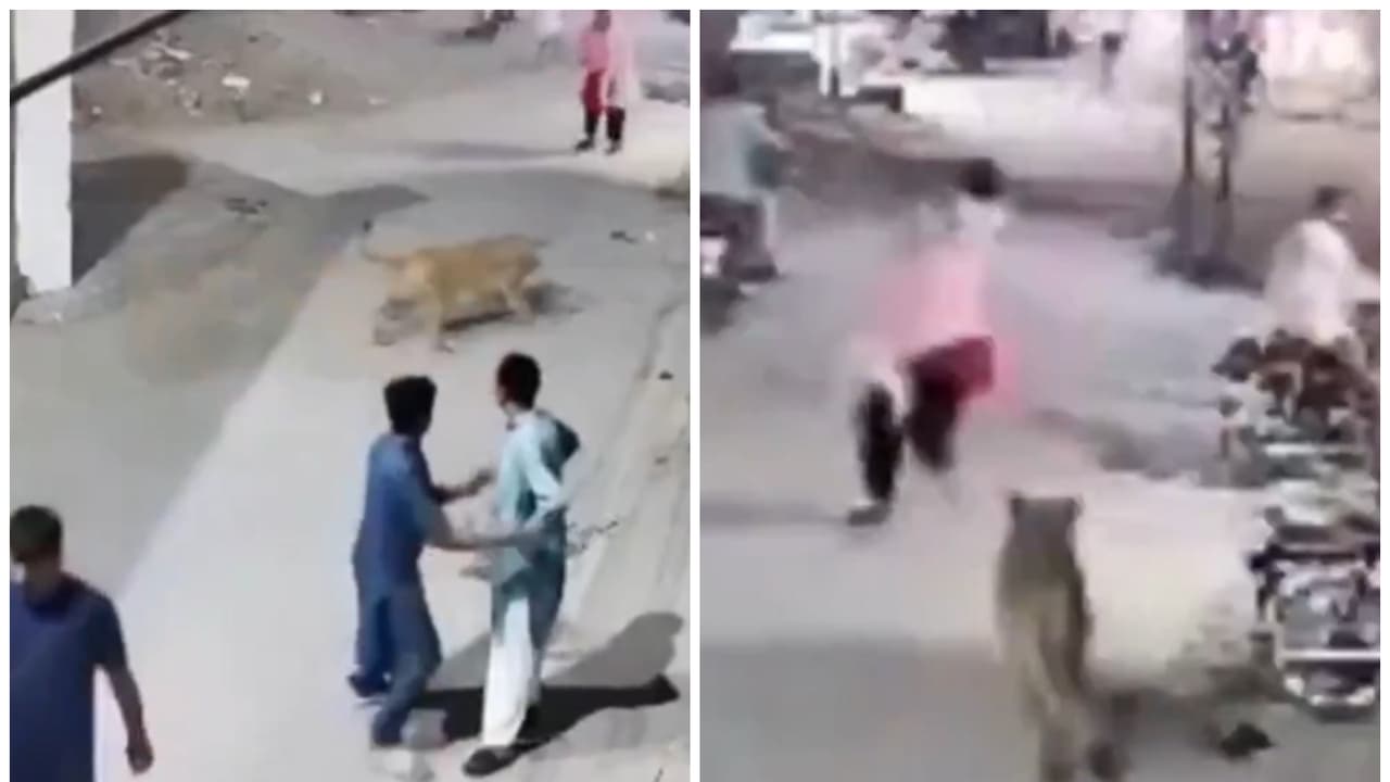 Runaway pet lion chases, attacks woman, children on Karachi street Runaway pet lion chases, attacks woman, children on Karachi street